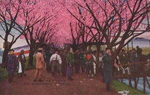 東京府大江戸川堤の桜